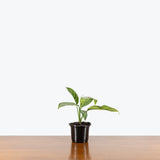 Aglaonema Maria Christina — 4" Pot