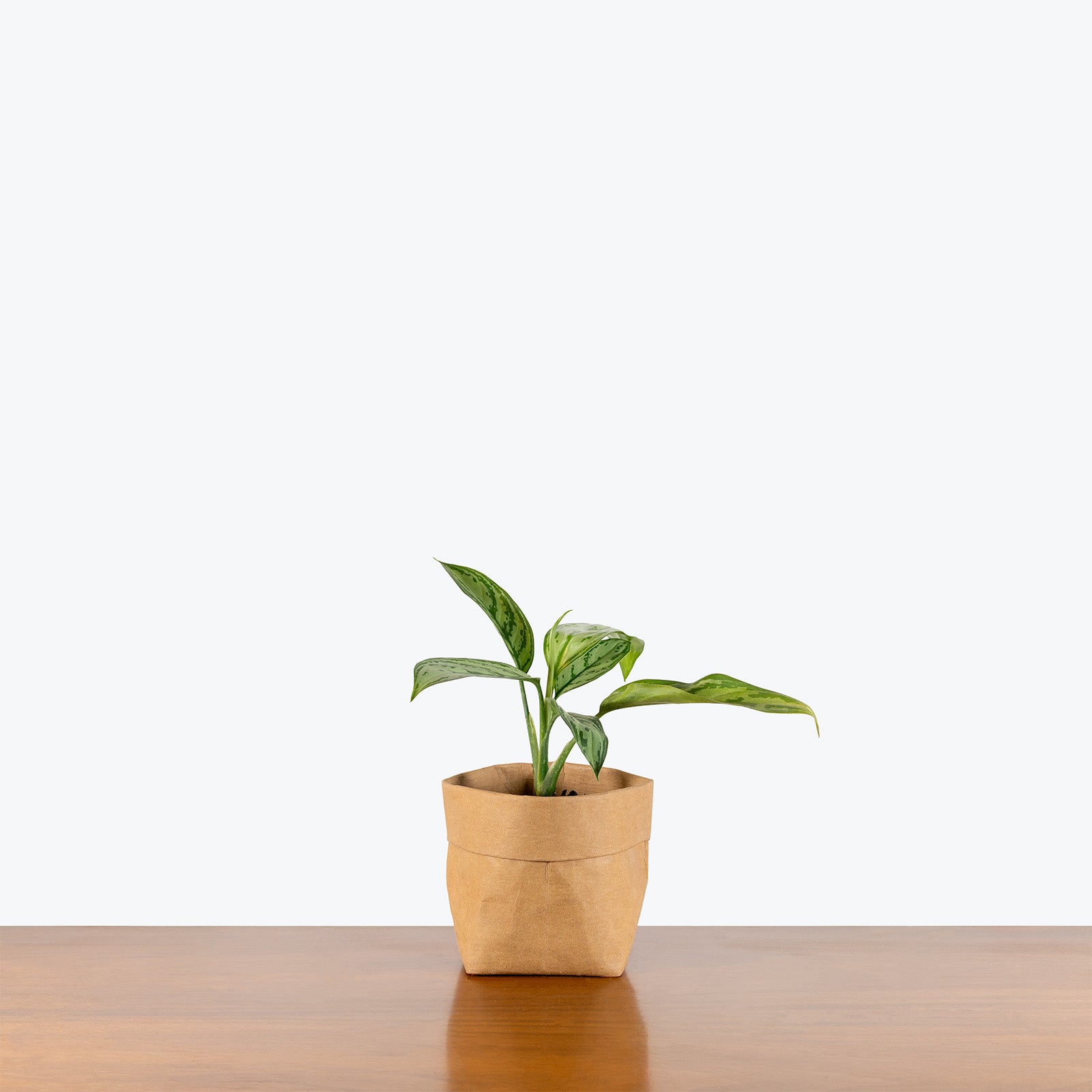 Aglaonema Maria Christina | Chinese Evergreen Maria Christina | Care Guide and Pro Tips - Delivery from Toronto across Canada - JOMO Studio