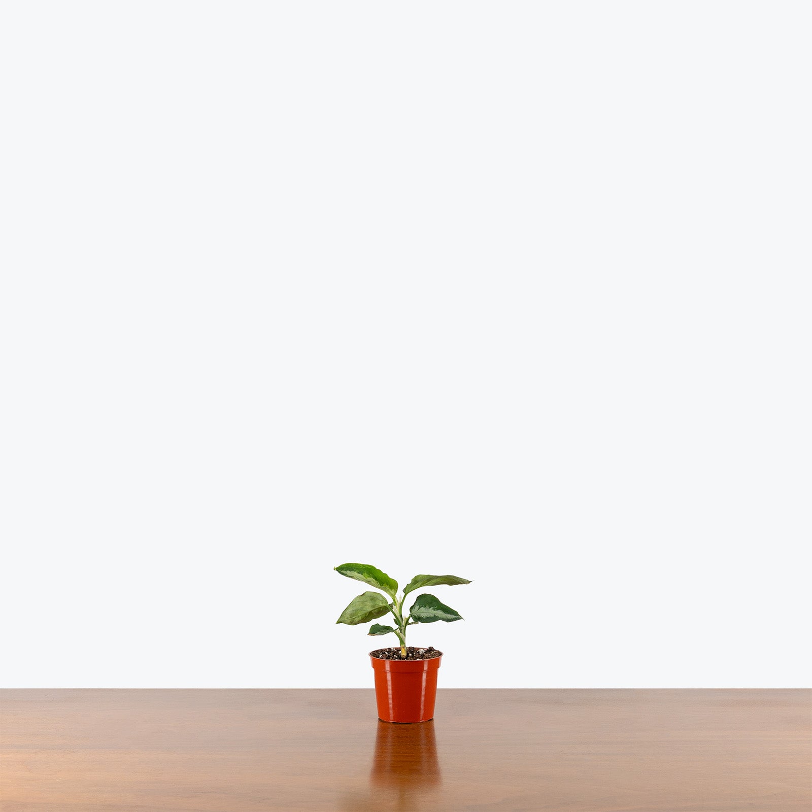 Aglaonema Pictum Peacock | Care Guide and Pro Tips - Delivery from Toronto across Canada - JOMO Studio