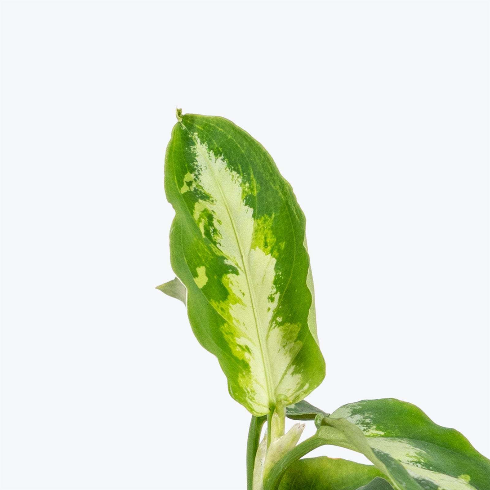 Aglaonema Pictum Peacock | Care Guide and Pro Tips - Delivery from Toronto across Canada - JOMO Studio
