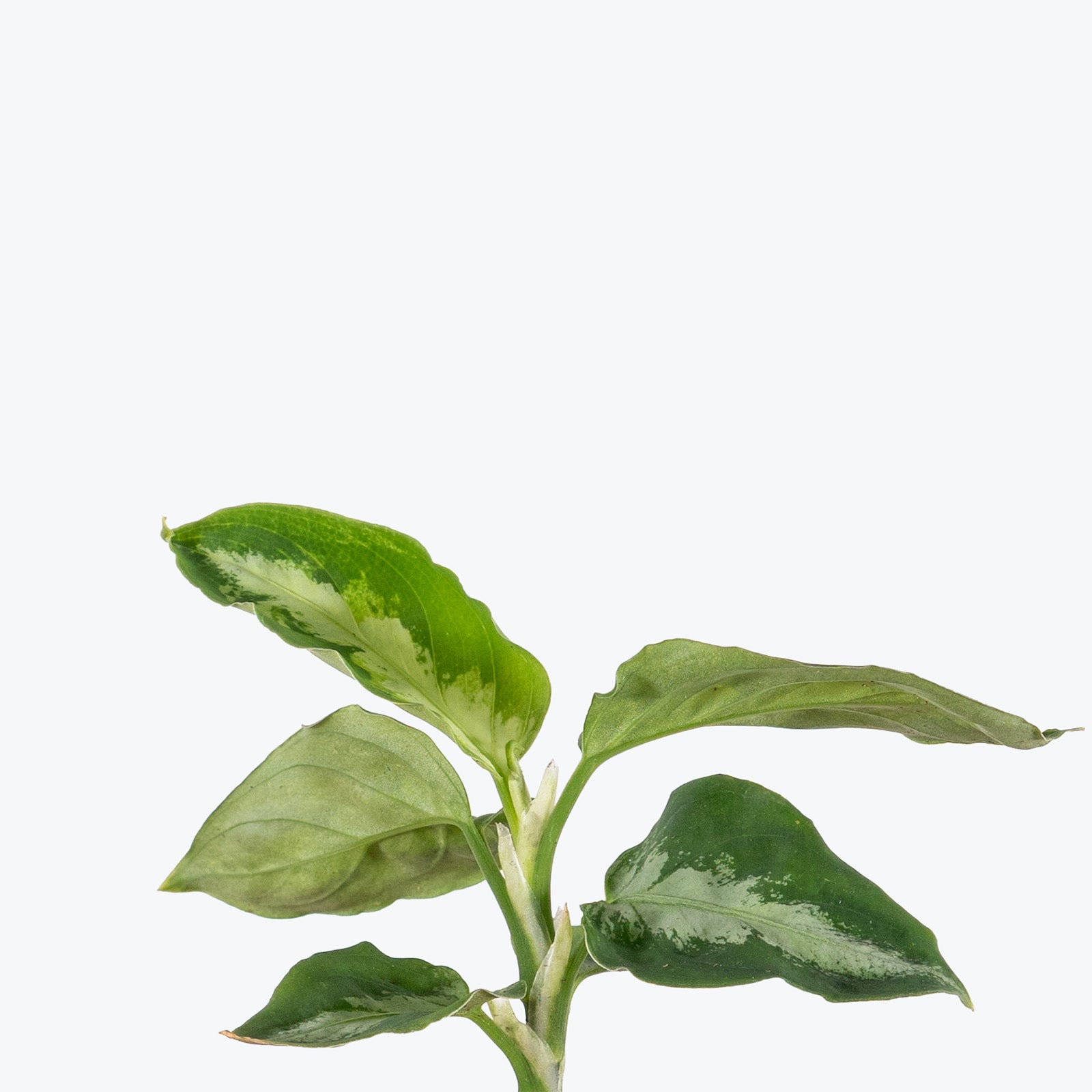 Aglaonema Pictum Peacock | Care Guide and Pro Tips - Delivery from Toronto across Canada - JOMO Studio