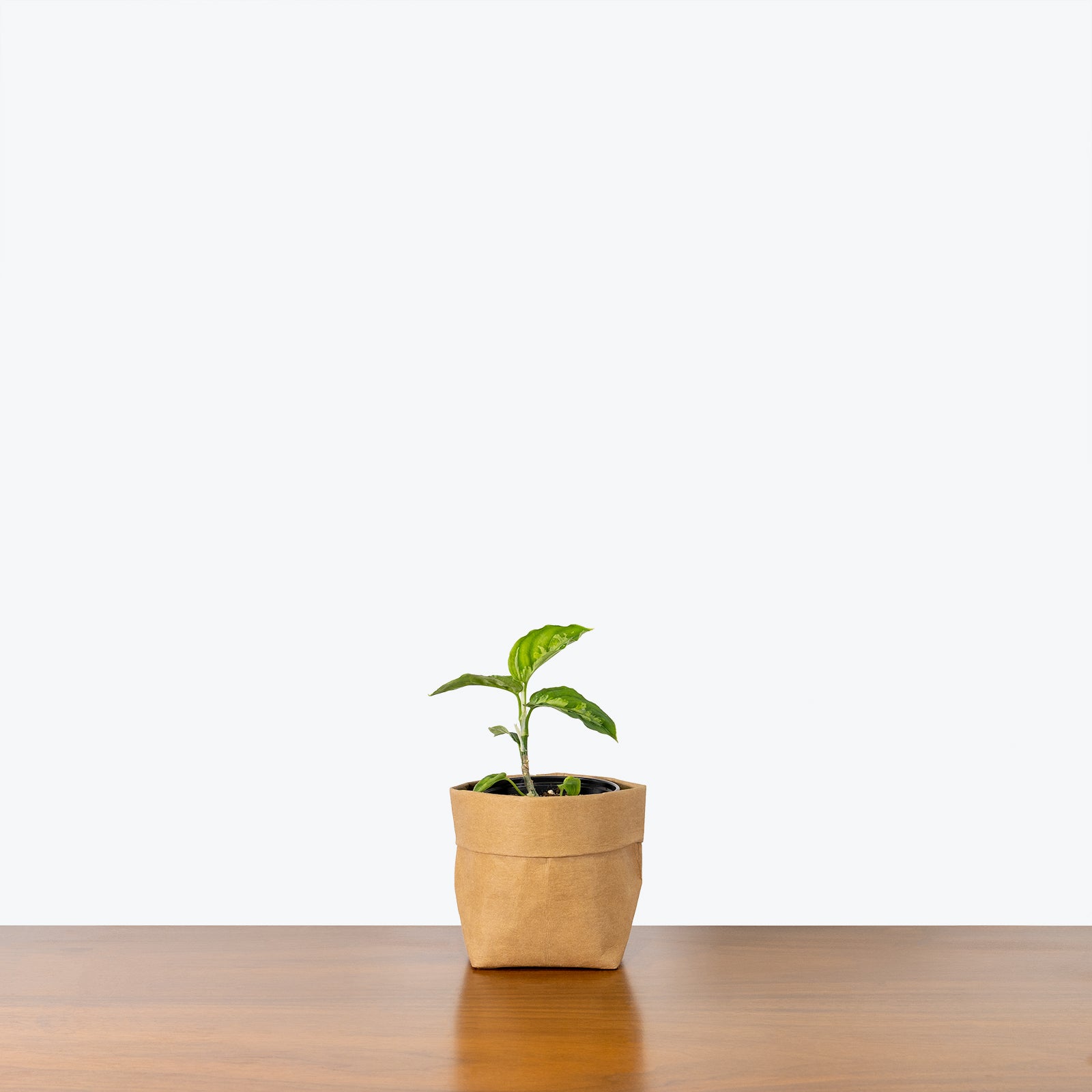 Aglaonema Pictum Peacock | Care Guide and Pro Tips - Delivery from Toronto across Canada - JOMO Studio