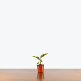 Aglaonema Red Army — 2.5" Pot