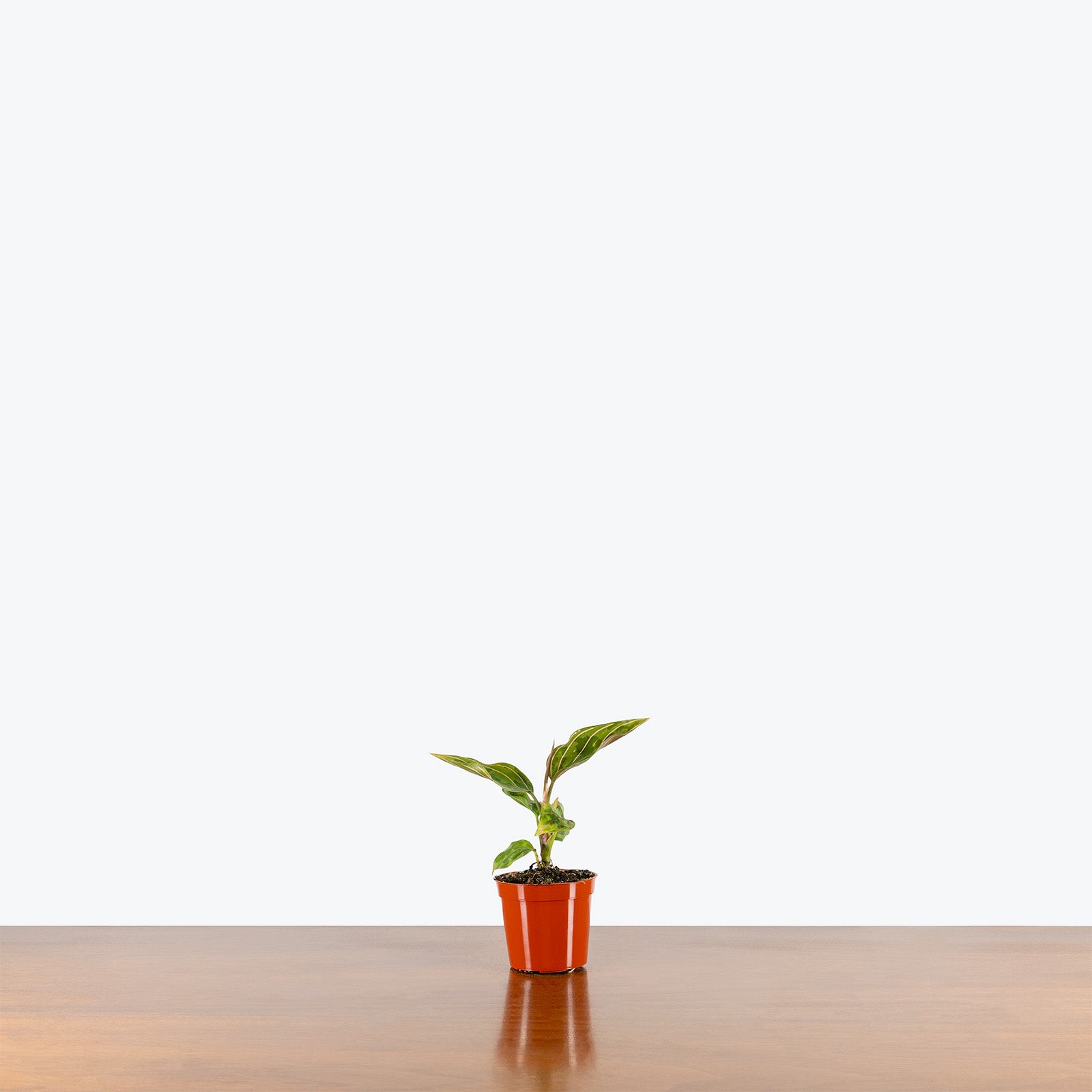 Aglaonema Red Army | Care Guide and Pro Tips - Delivery from Toronto across Canada - JOMO Studio