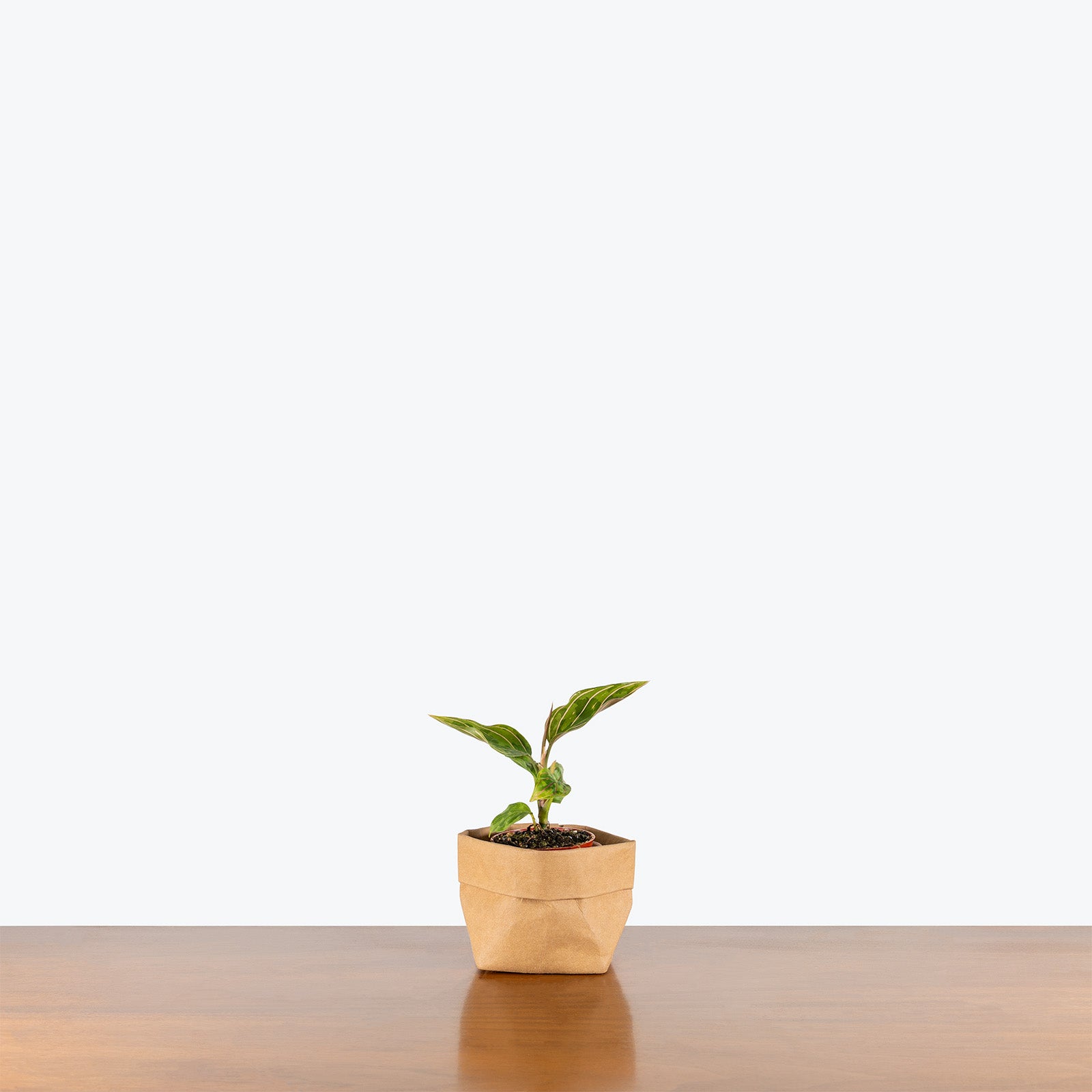Aglaonema Red Army | Care Guide and Pro Tips - Delivery from Toronto across Canada - JOMO Studio