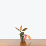 Aglaonema Red Rein — 4" Pot