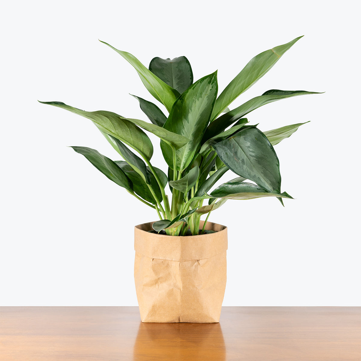 Aglaonema Silverado | Air Purifying Easy Care Houseplants for Delivery