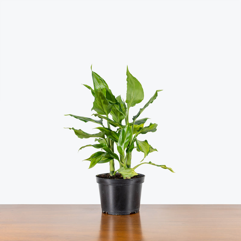 Aglaonema Spathonema - Chinese Evergreen Spathonema - House Plants Delivery Toronto - JOMO Studio