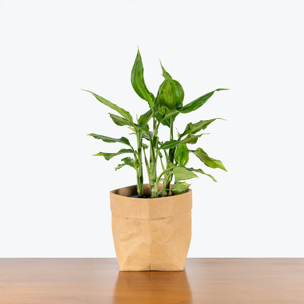 Aglaonema Spathonema - Chinese Evergreen Spathonema - House Plants Delivery Toronto - JOMO Studio