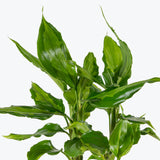 Aglaonema Spathonema - Chinese Evergreen Spathonema - House Plants Delivery Toronto - JOMO Studio