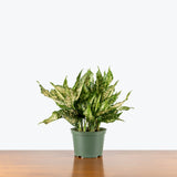 Aglaonema Wintry Winehouse — 6" Pot