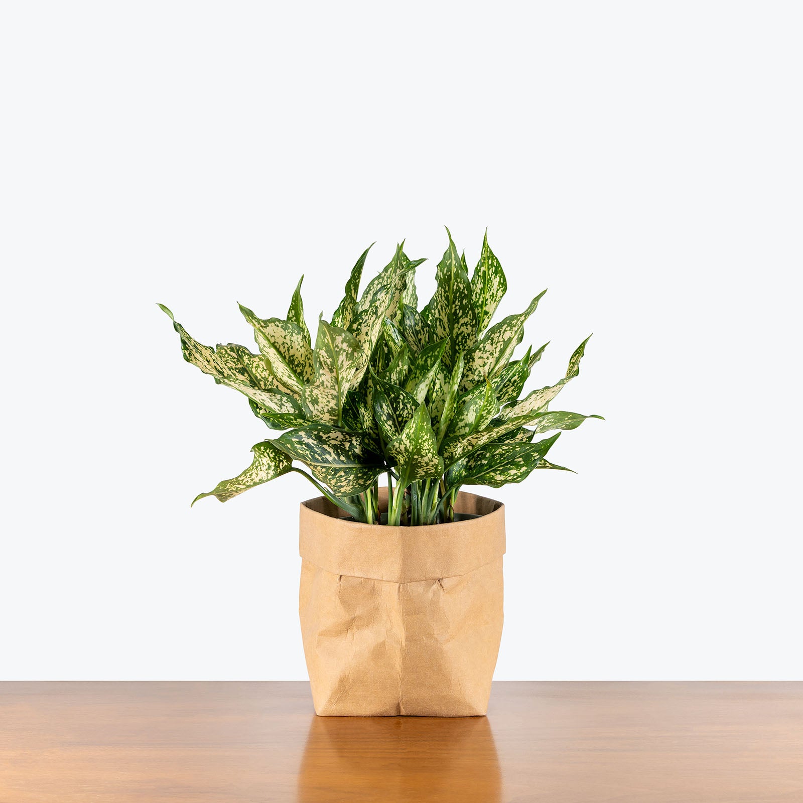Aglaonema Wintry Winehouse | Care Guide and Pro Tips - Delivery from Toronto across Canada - JOMO Studio