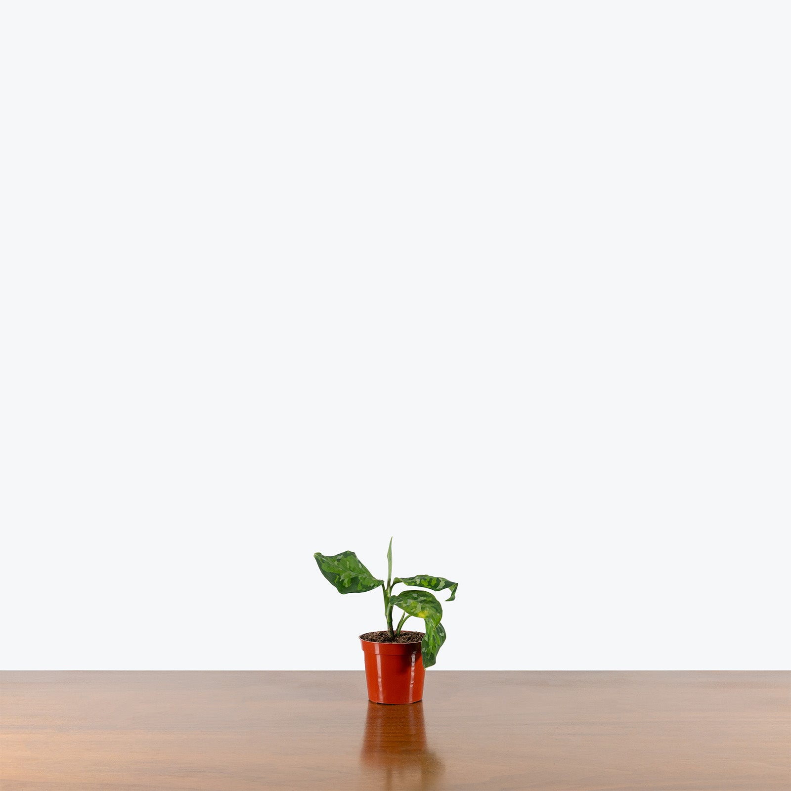 Aglaonema Pictum Tricolor | Care Guide and Pro Tips - Delivery from Toronto across Canada - JOMO Studio