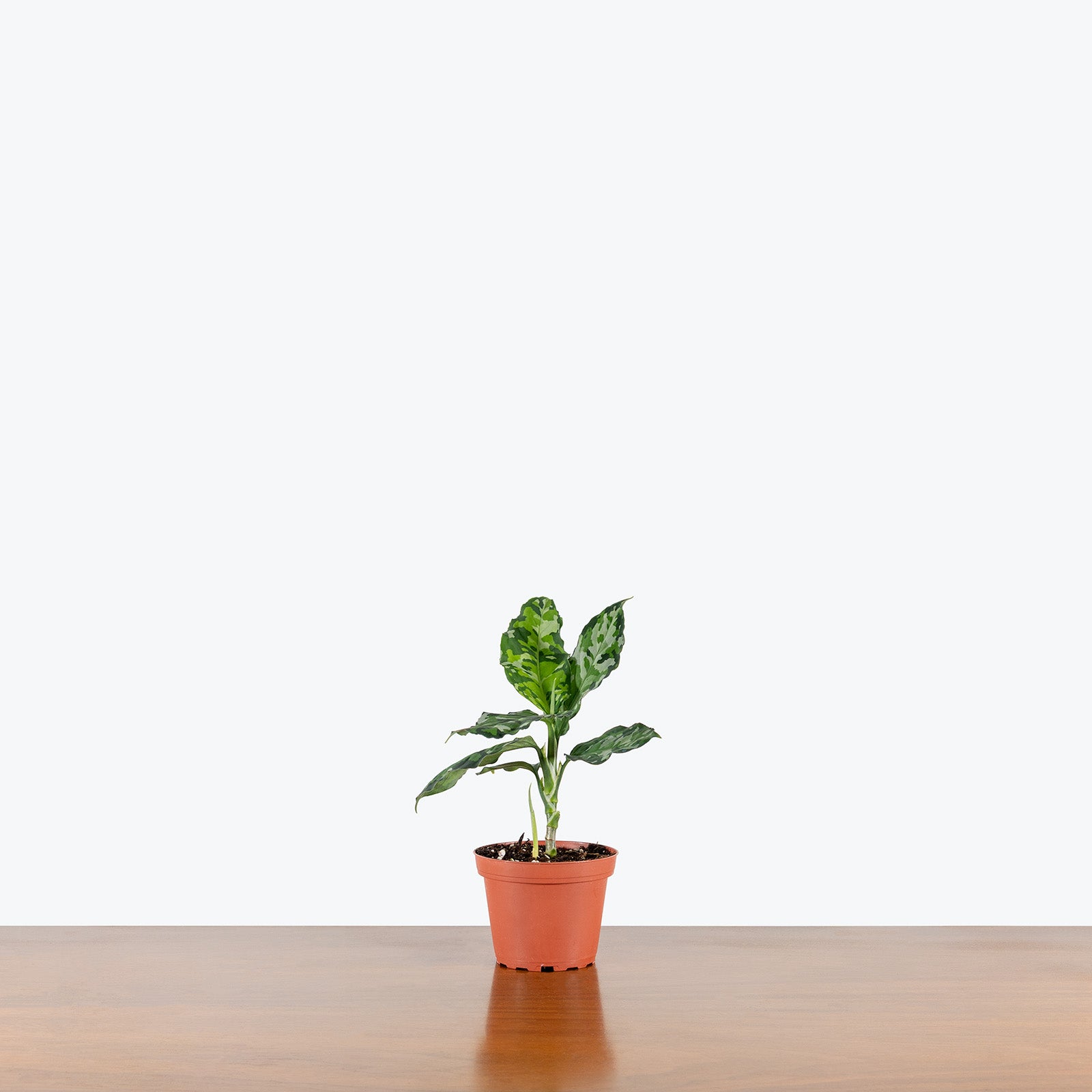Aglaonema Pictum Tricolor | Care Guide and Pro Tips - Delivery from Toronto across Canada - JOMO Studio
