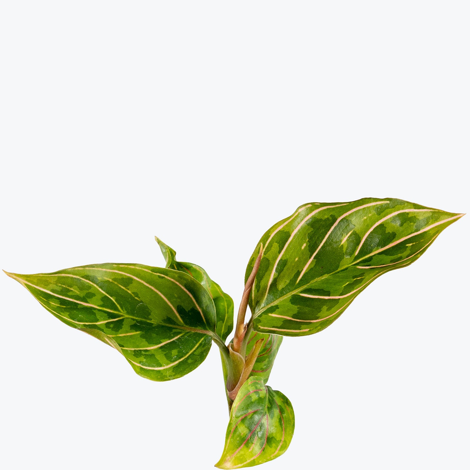 Aglaonema Red Army | Care Guide and Pro Tips - Delivery from Toronto across Canada - JOMO Studio