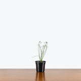 Albuca Spiralis — 4" Pot