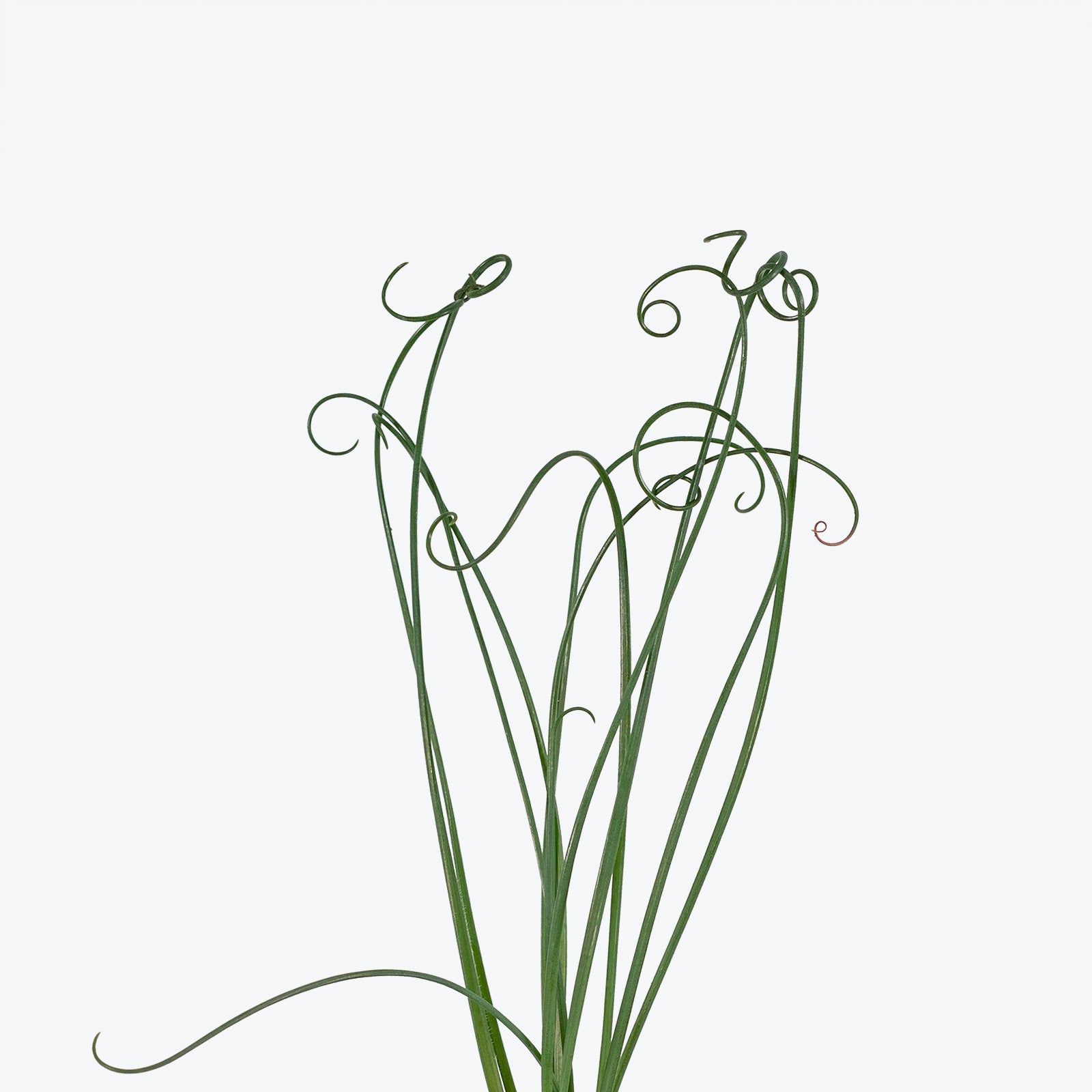 Albuca Spiralis - Frizzle Sizzle - House Plants Delivery Toronto Canada - JOMO Studio