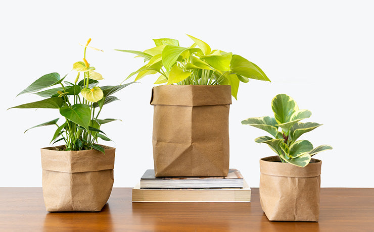 Paper Bag Planters