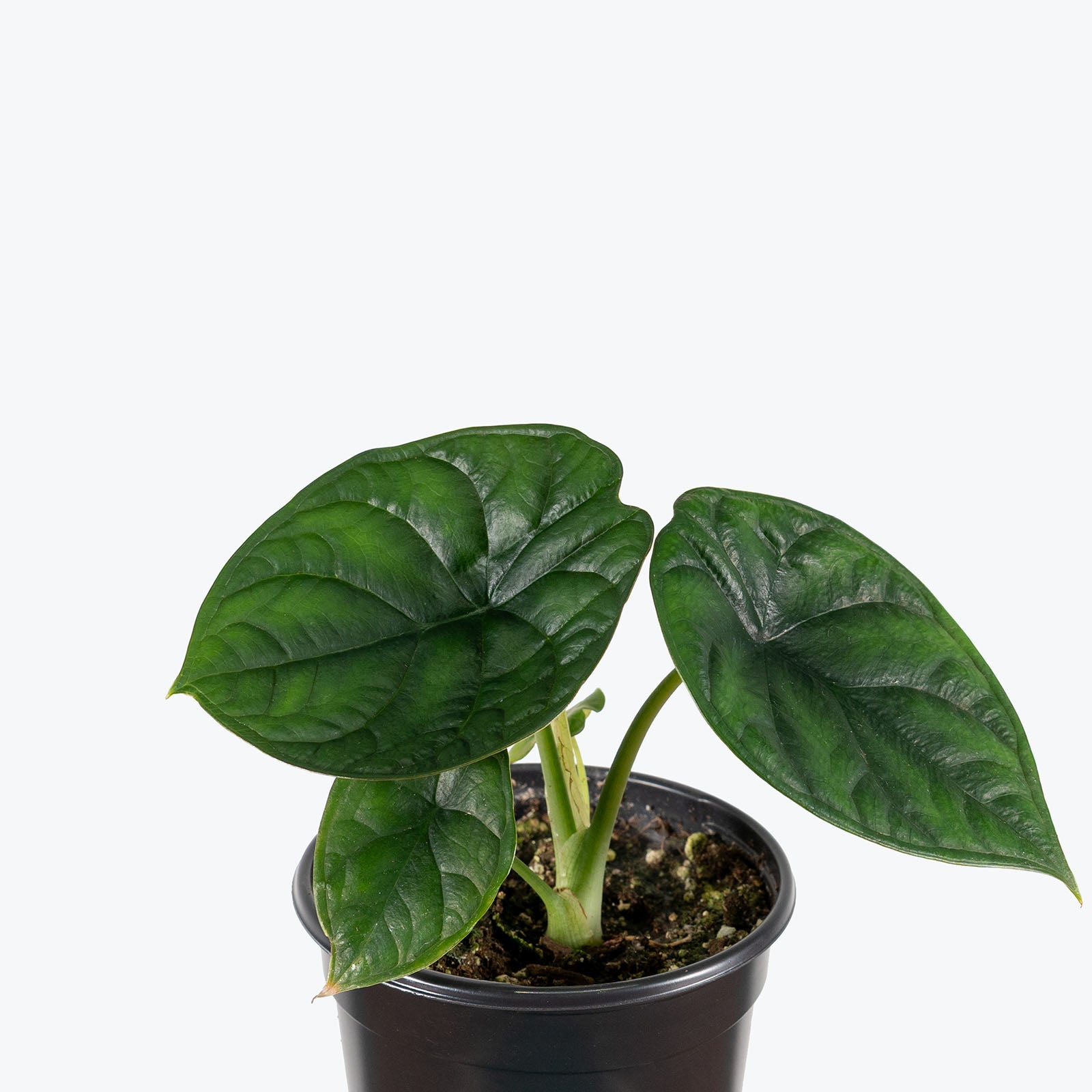 Alocasia Aegis | Care Guide and Pro Tips - Delivery from Toronto across Canada - JOMO Studio