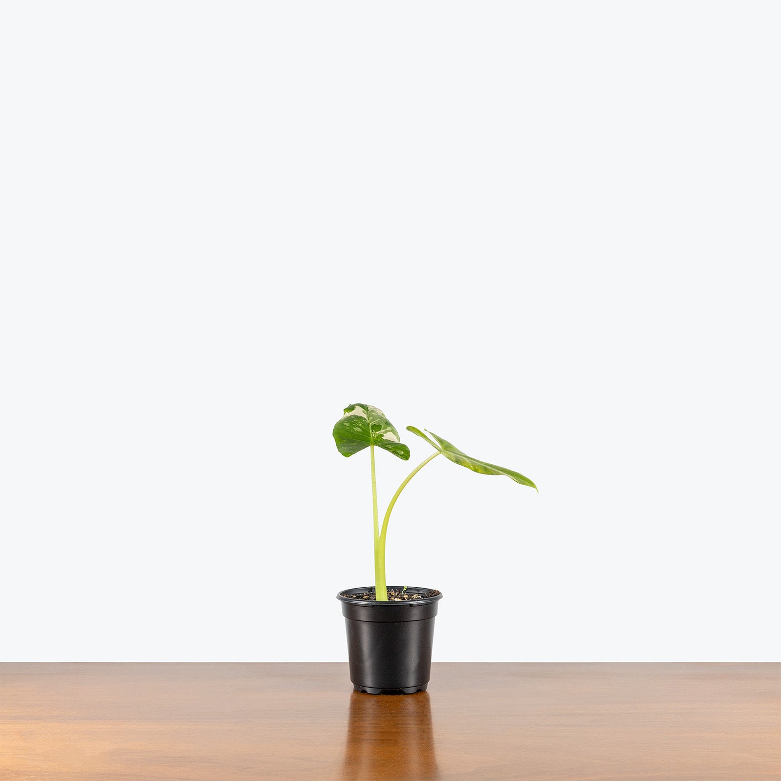 Alocasia Appaloosa Gold | Indoor Tropical Plants & Houseplants for Delivery | Care Guide and Pro Tips