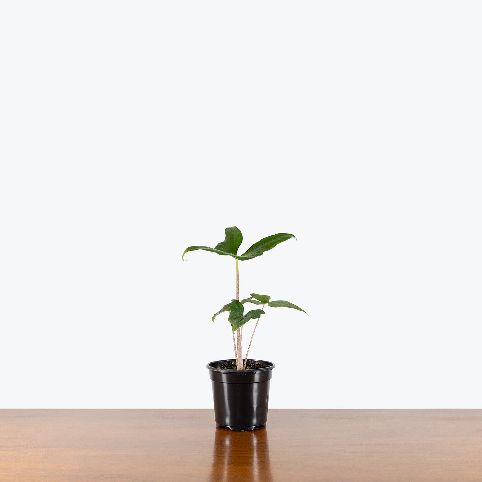 Alocasia Batwing | Indoor Tropical Plants & Houseplants for Delivery | Care Guide and Pro Tips