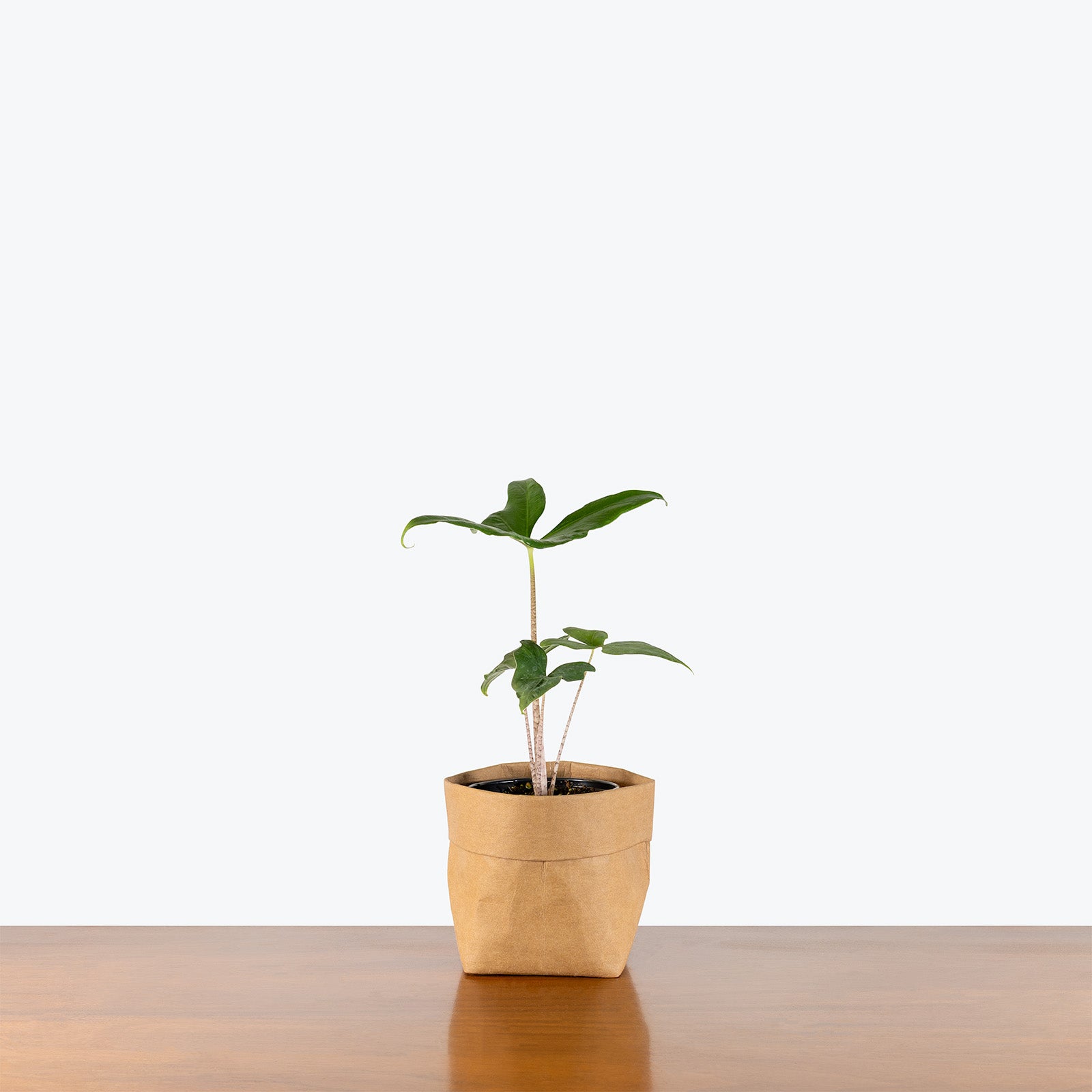 Alocasia Batwing | Indoor Tropical Plants & Houseplants for Delivery | Care Guide and Pro Tips