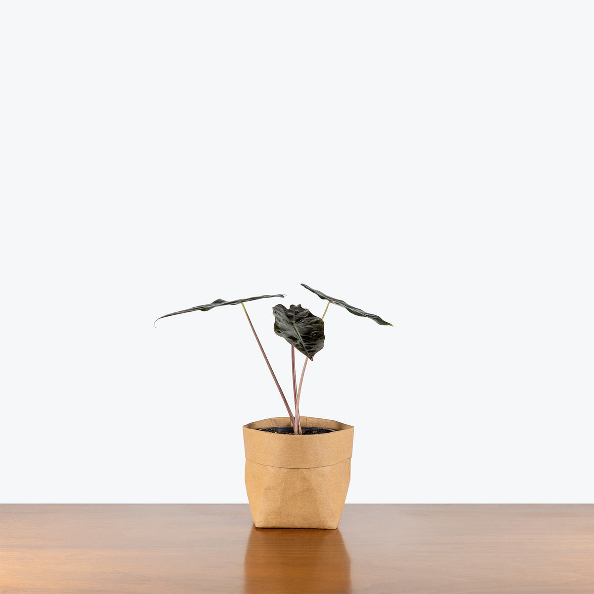 Alocasia Chantrieri | Care Guide and Pro Tips - Delivery from Toronto across Canada - JOMO Studio