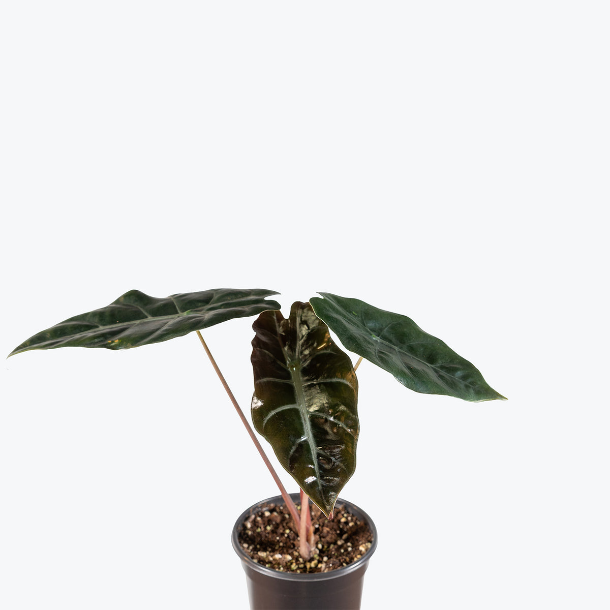 Alocasia Chantrieri | Care Guide and Pro Tips - Delivery from Toronto across Canada - JOMO Studio