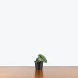 Alocasia Corazon — 4" Pot