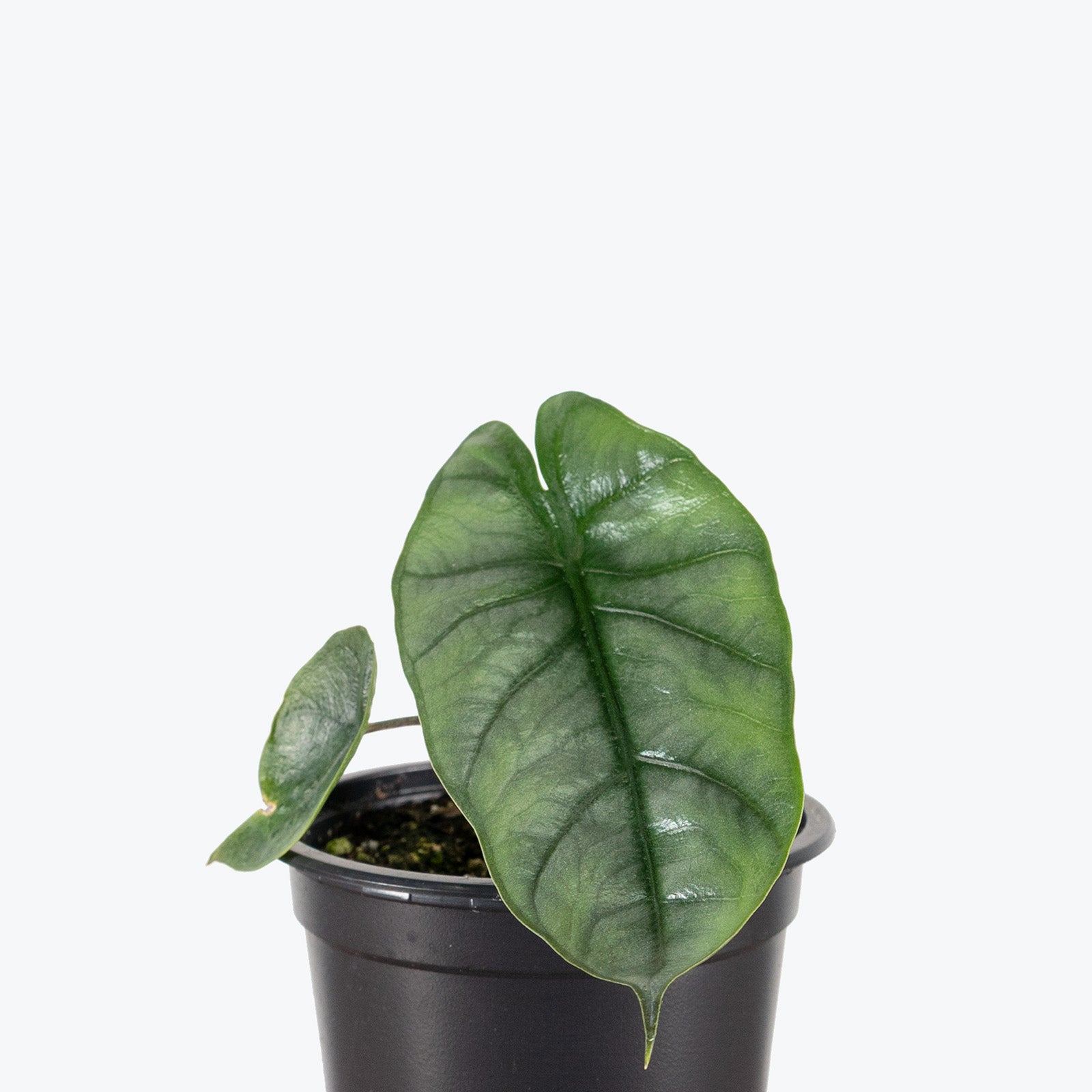 Alocasia Corazon | Care Guide and Pro Tips - Delivery from Toronto across Canada - JOMO Studio