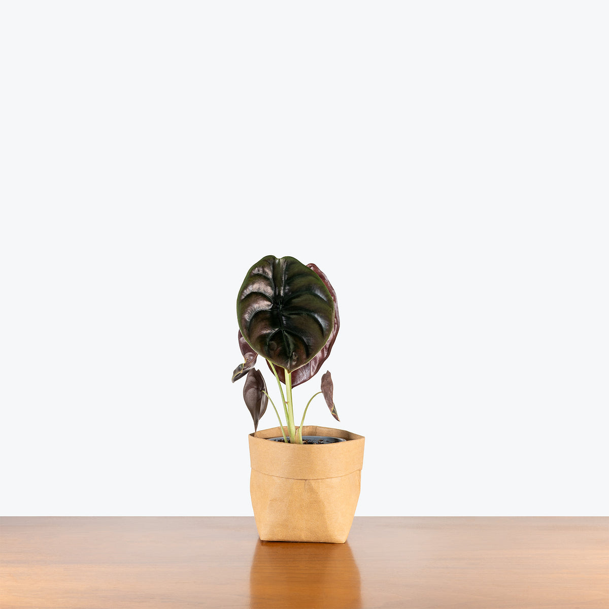 Alocasia Cuprea Red Secret | Care Guide and Pro Tips - Delivery from Toronto across Canada - JOMO Studio