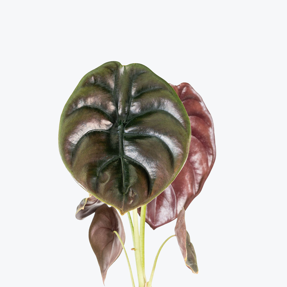 Alocasia Cuprea Red Secret | Care Guide and Pro Tips - Delivery from Toronto across Canada - JOMO Studio