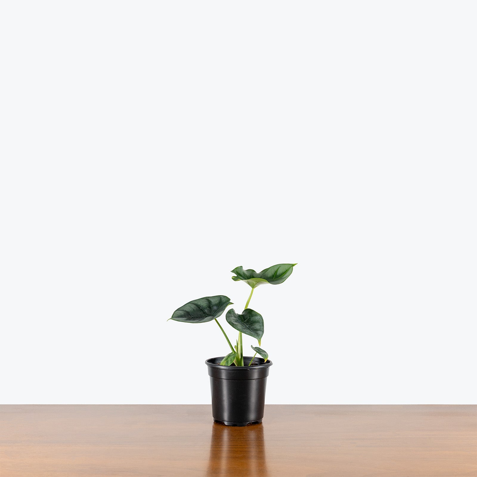 Alocasia Dewey's Reversa | Care Guide and Pro Tips - Delivery from Toronto across Canada - JOMO Studio