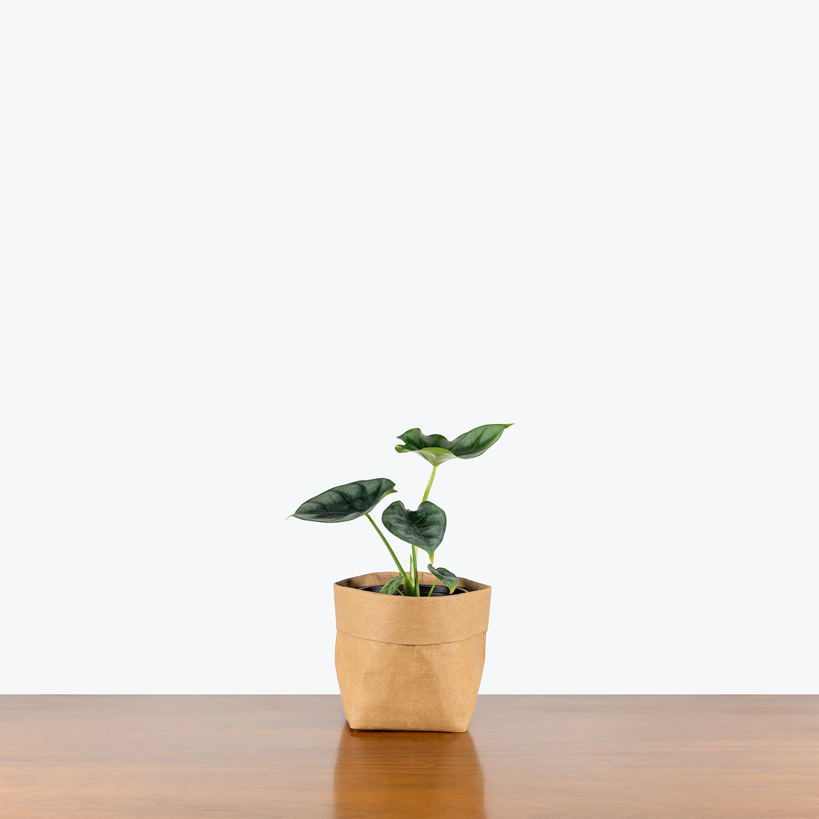 Alocasia Dewey's Reversa | Care Guide and Pro Tips - Delivery from Toronto across Canada - JOMO Studio