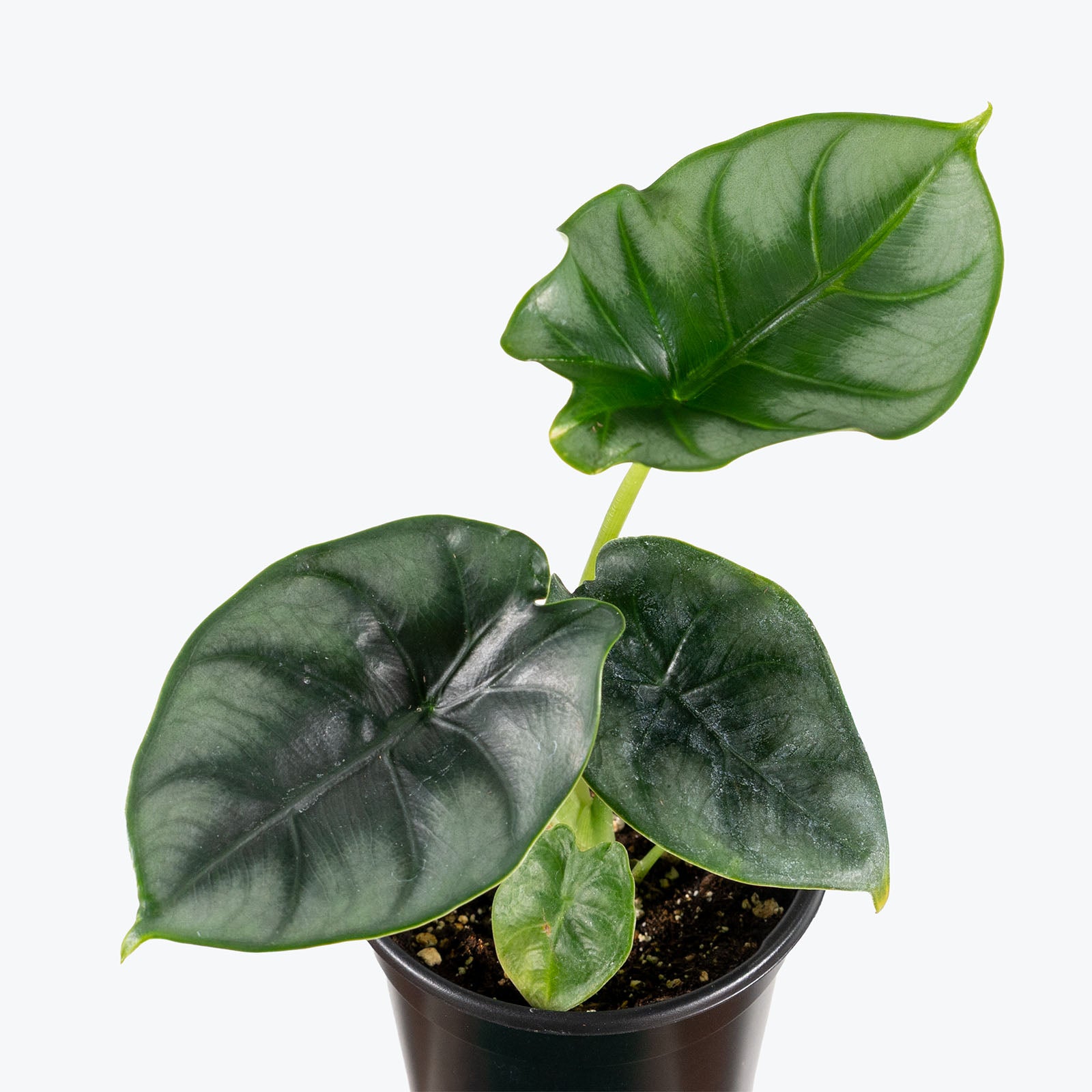 Alocasia Dewey's Reversa | Care Guide and Pro Tips - Delivery from Toronto across Canada - JOMO Studio