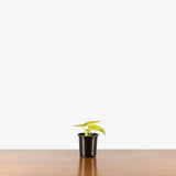 Alocasia Dragon Gold — 4" Pot