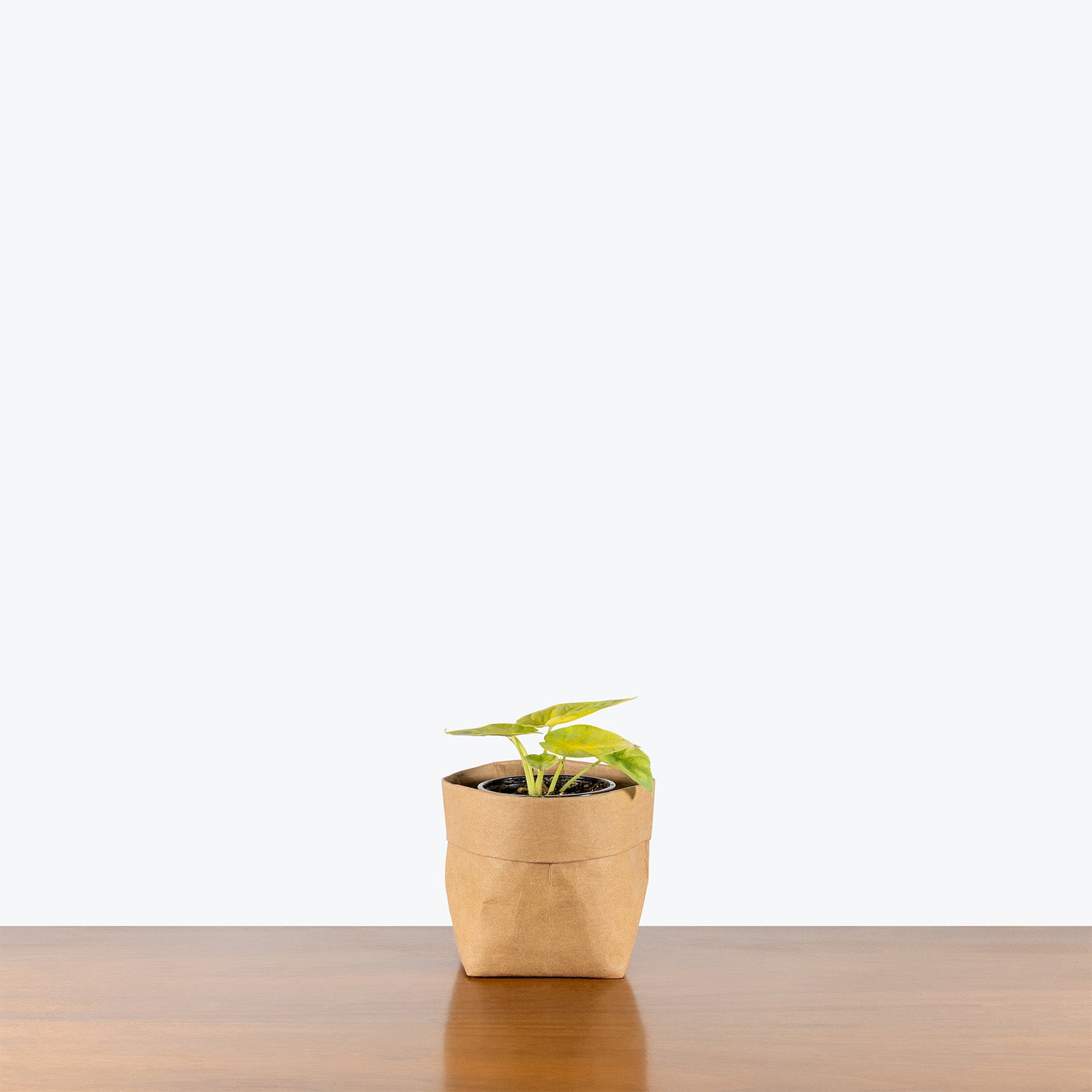 Alocasia Dragon Gold | Indoor Tropical Plants & Houseplants for Delivery | Care Guide and Pro Tips