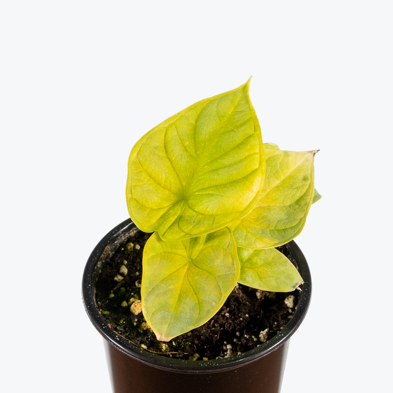 Alocasia Dragon Gold | Indoor Tropical Plants & Houseplants for Delivery | Care Guide and Pro Tips