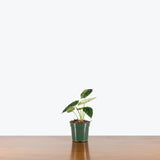 Alocasia Dragon Scale Mint — 4" Pot