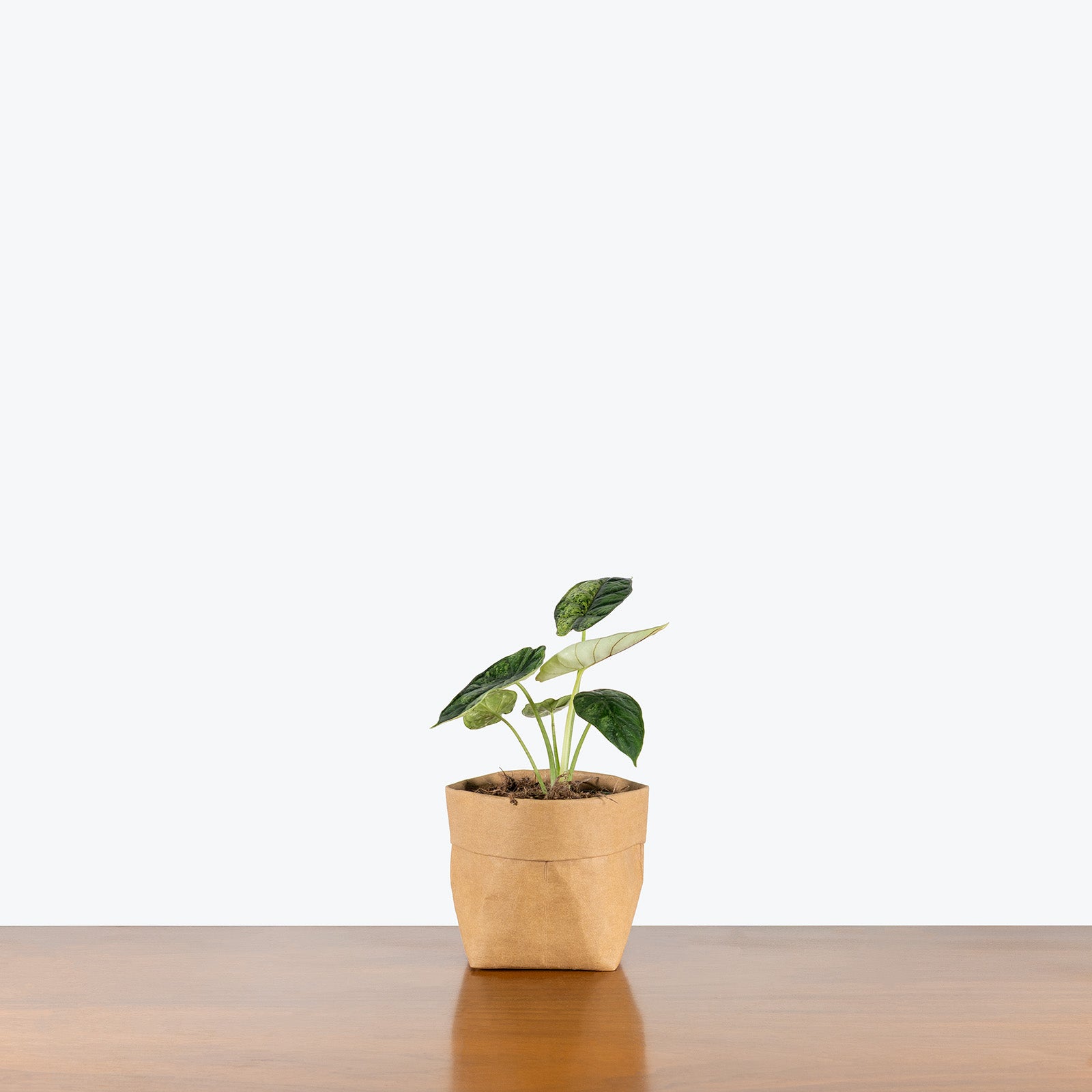 Alocasia Dragon Scale Mint | Care Guide and Pro Tips - Delivery from Toronto across Canada - JOMO Studio