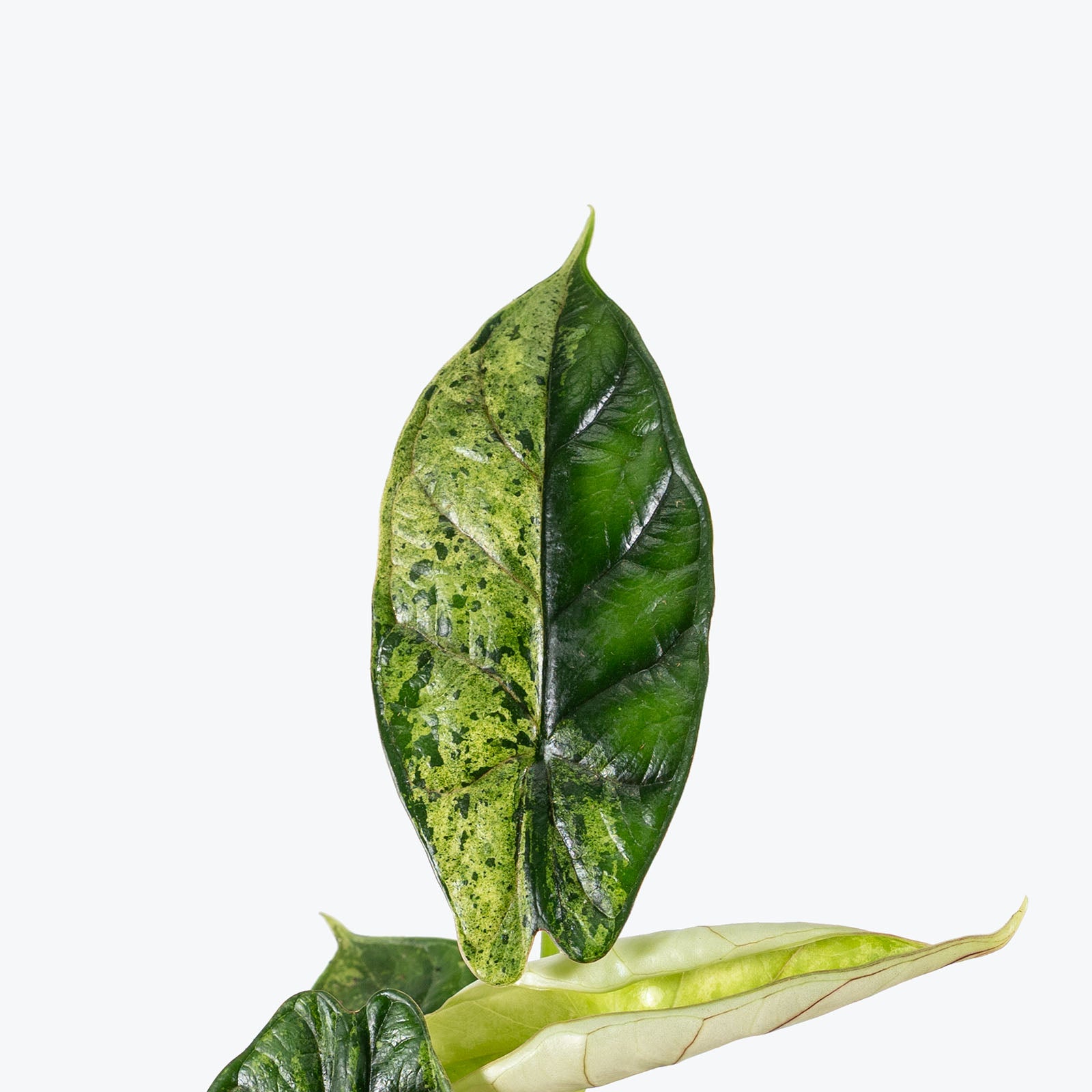 Alocasia Dragon Scale Mint | Care Guide and Pro Tips - Delivery from Toronto across Canada - JOMO Studio