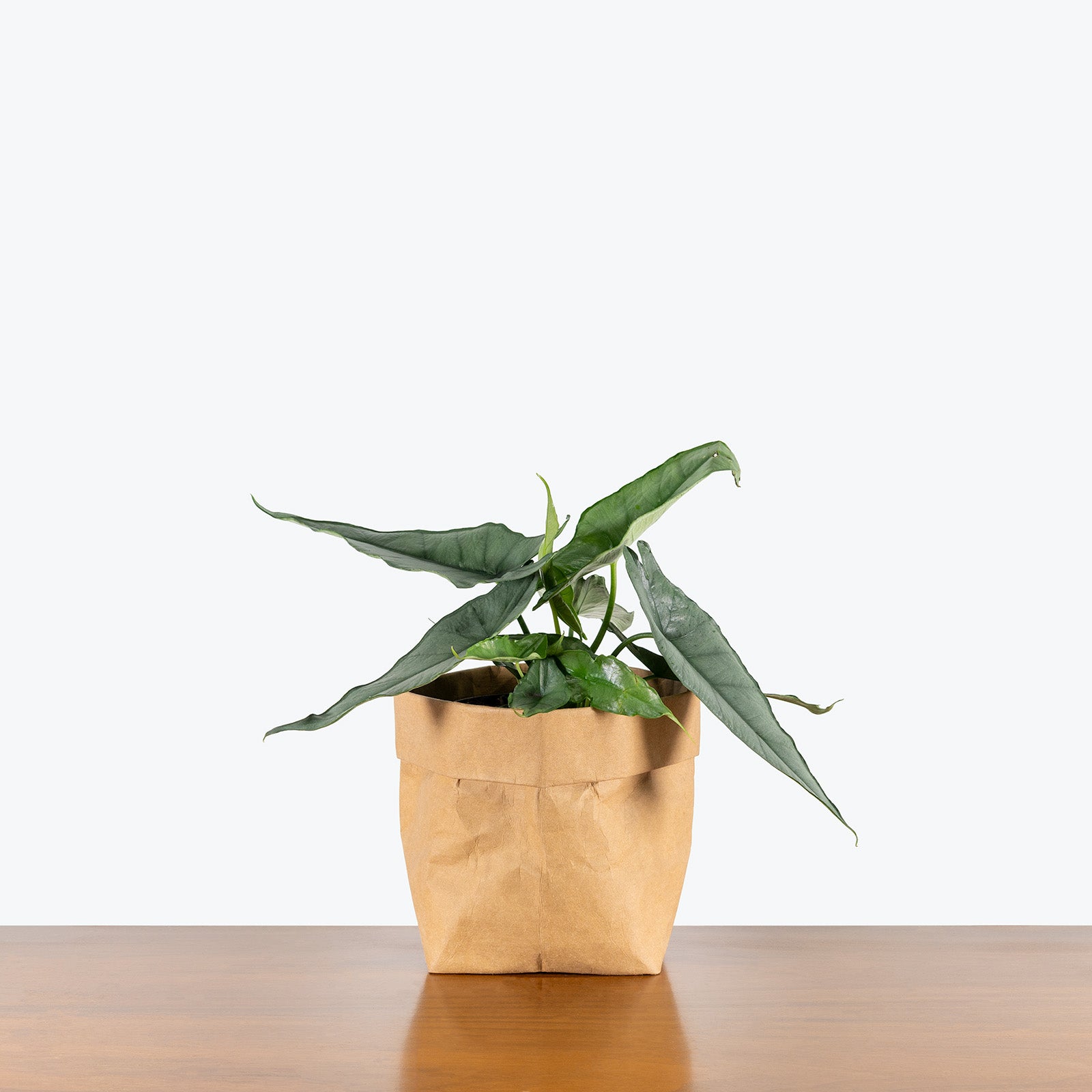 Alocasia Dragon's Breath | Care Guide and Pro Tips - Delivery from Toronto across Canada - JOMO Studio