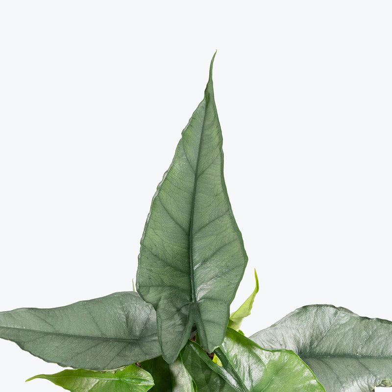 Alocasia Dragon's Breath | Care Guide and Pro Tips - Delivery from Toronto across Canada - JOMO Studio