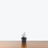 Alocasia Flying Squid — 4" Pot (smaller than picture)