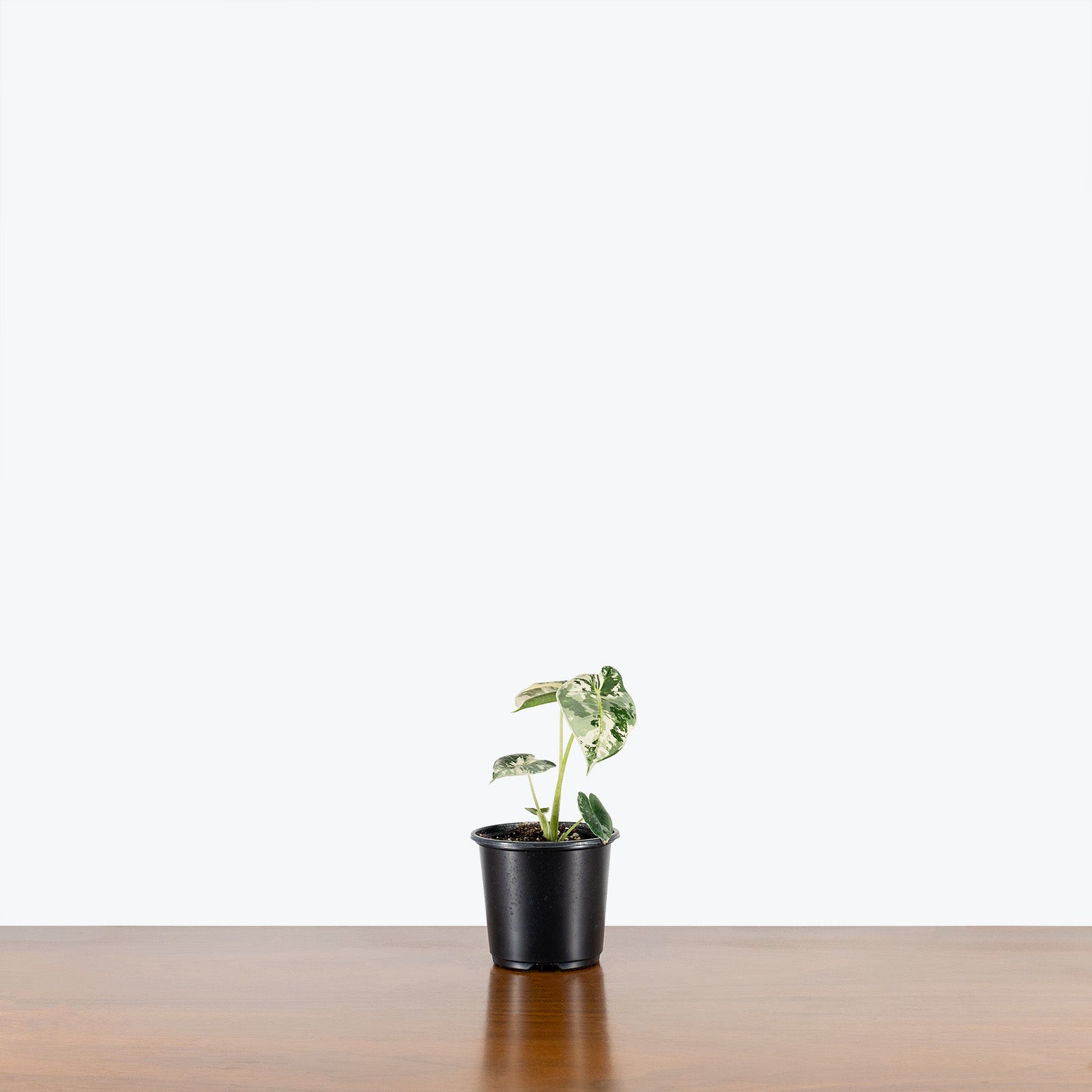 Alocasia Frydek Variegata | Grow and Care Tips - House Plants Delivery Toronto Canada - JOMO Studio