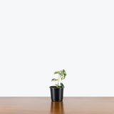 Alocasia Frydek Variegata - House Plants Delivery Toronto - JOMO Studio