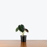 Alocasia Golden Bone — 4" Pot