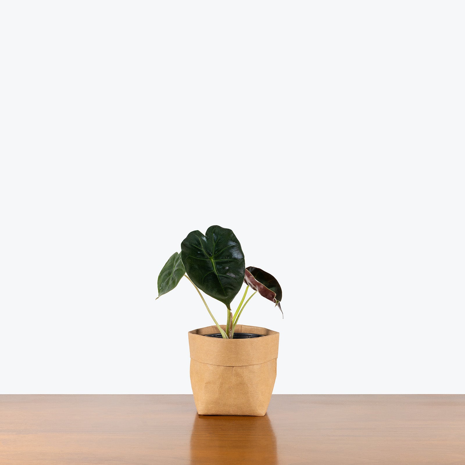 Alocasia Golden Bone | Care Guide and Pro Tips - Delivery from Toronto across Canada - JOMO Studio