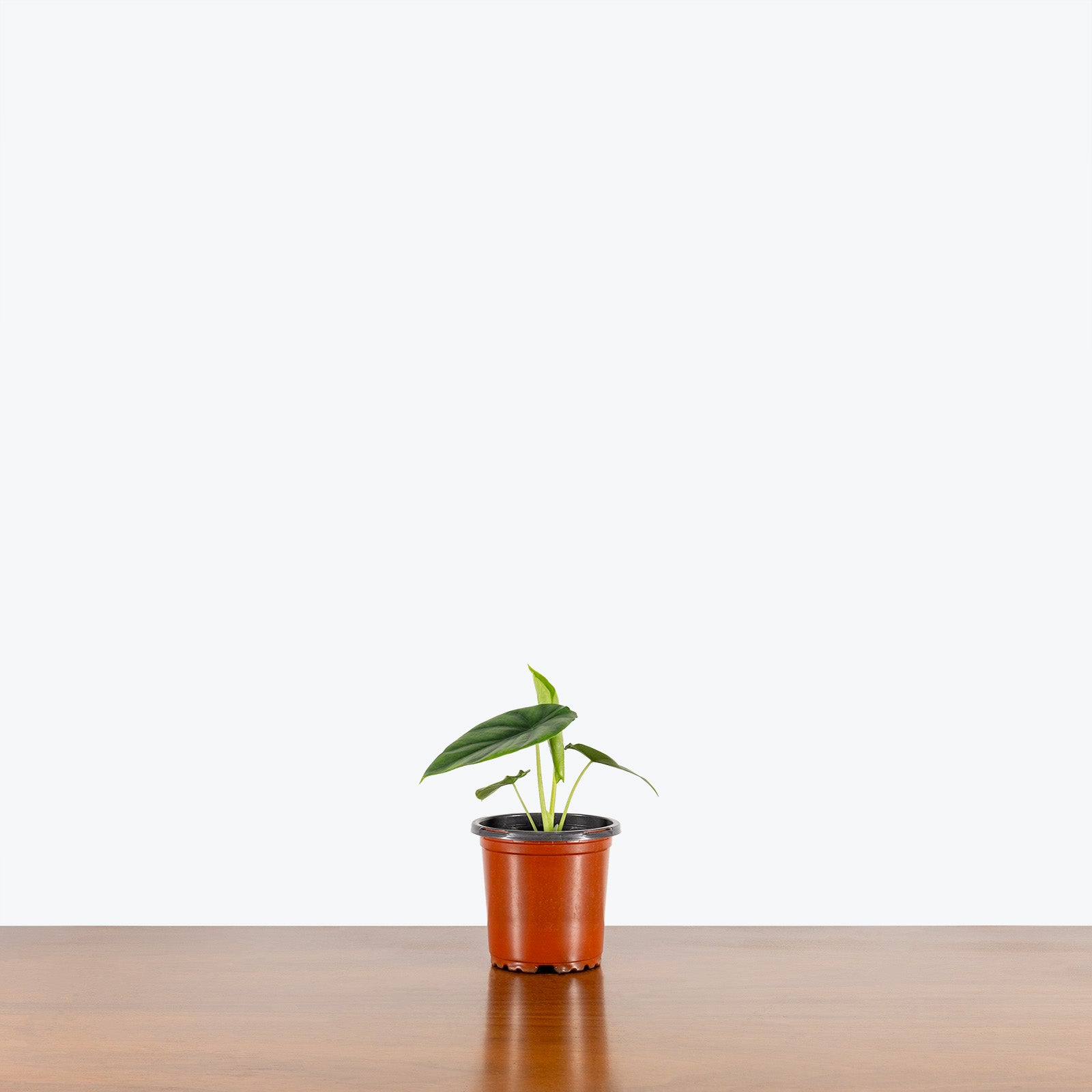 Alocasia Clypeolata Green Shield - House Plants Delivery Toronto - JOMO Studio