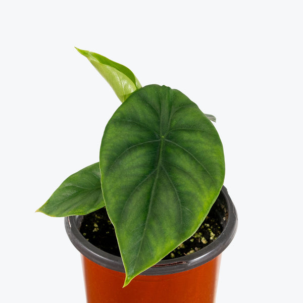 Alocasia Clypeolata Green Shield - House Plants Delivery Toronto - JOMO Studio